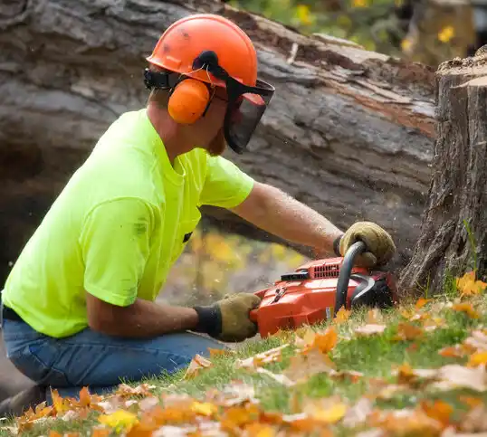 tree services Winterville